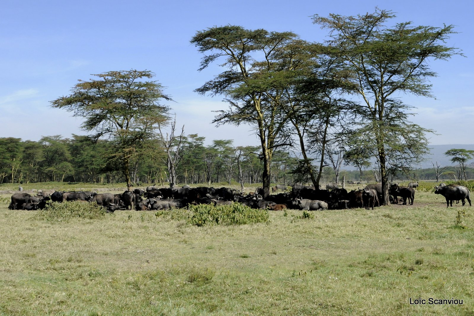 Buffle du Cap/Cape Buffalo (14)