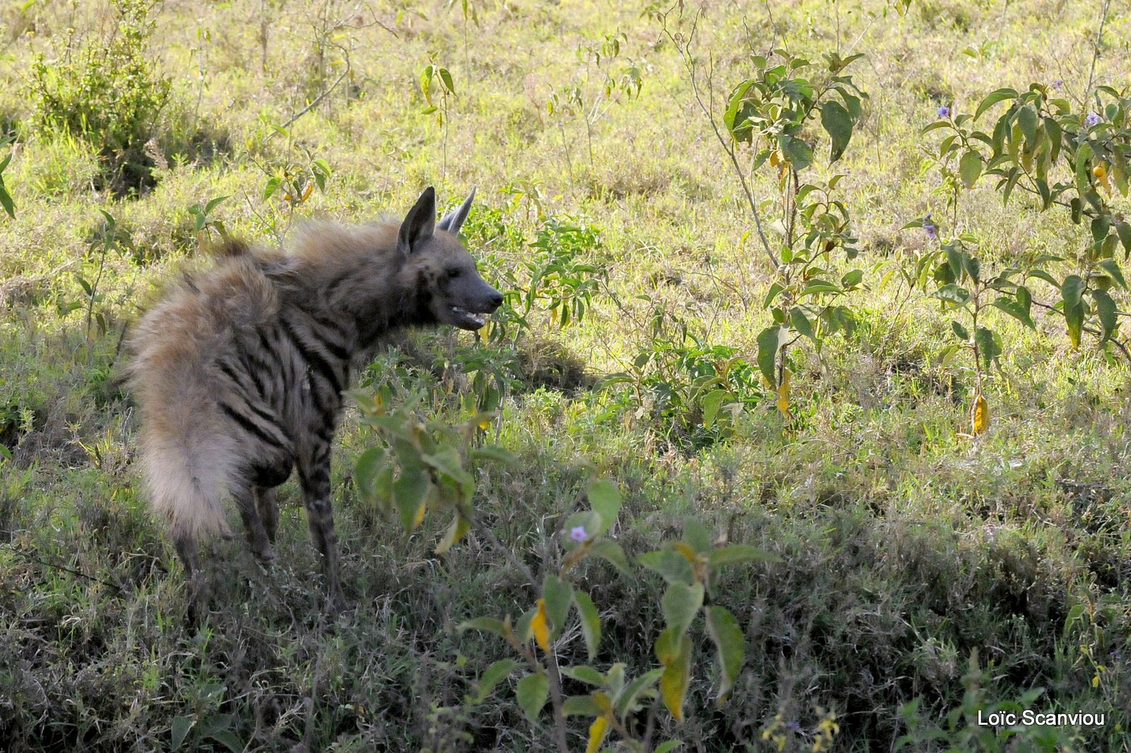 Hyène rayée/Striped Hyena (2)