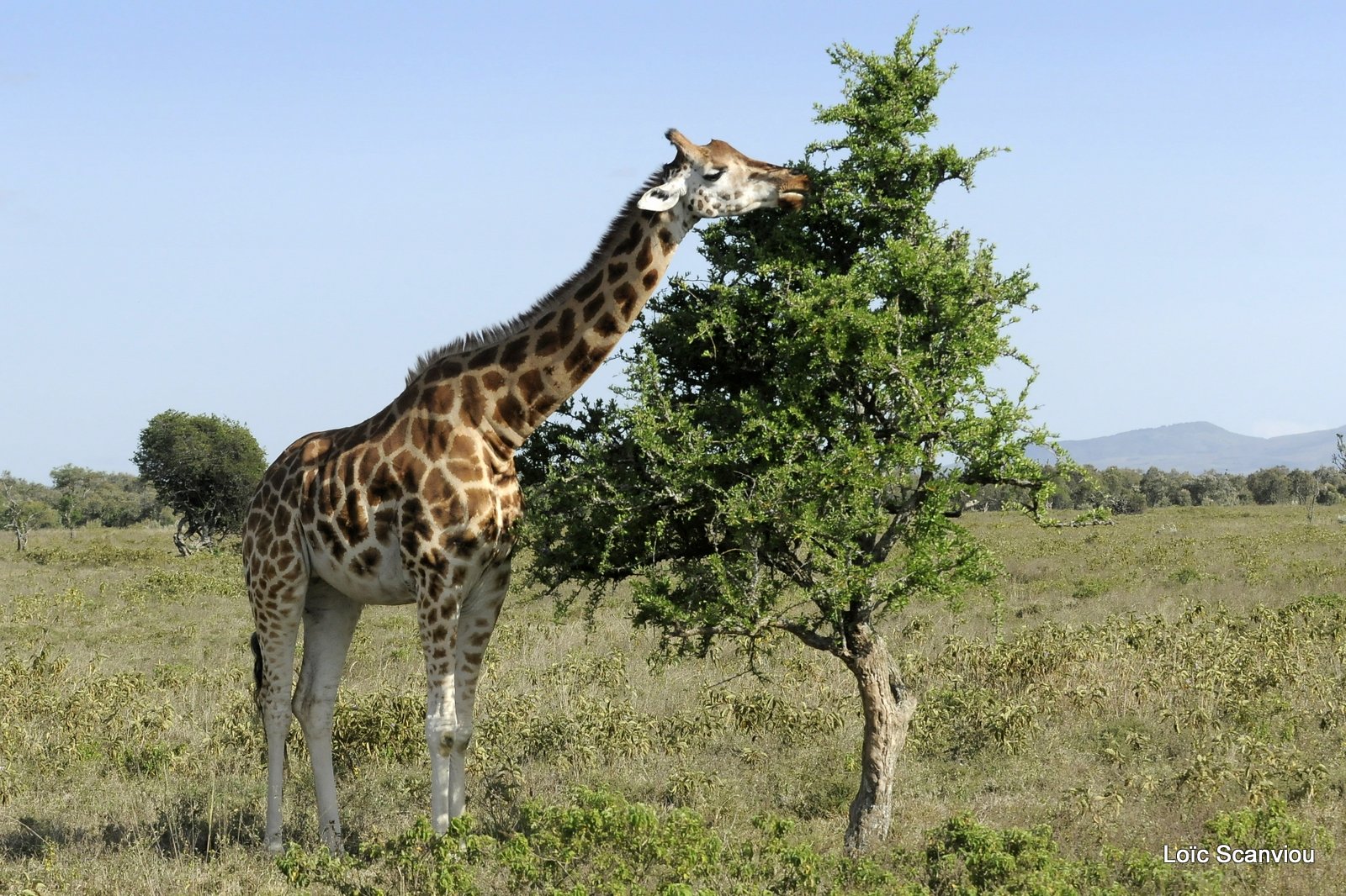 Girafe/Giraffe (8)