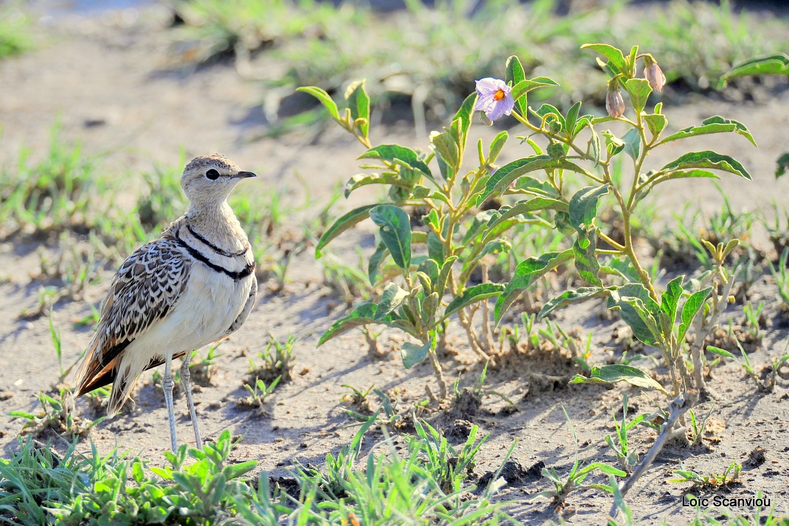 Courvite à double collier/Double-banded Courser (1)