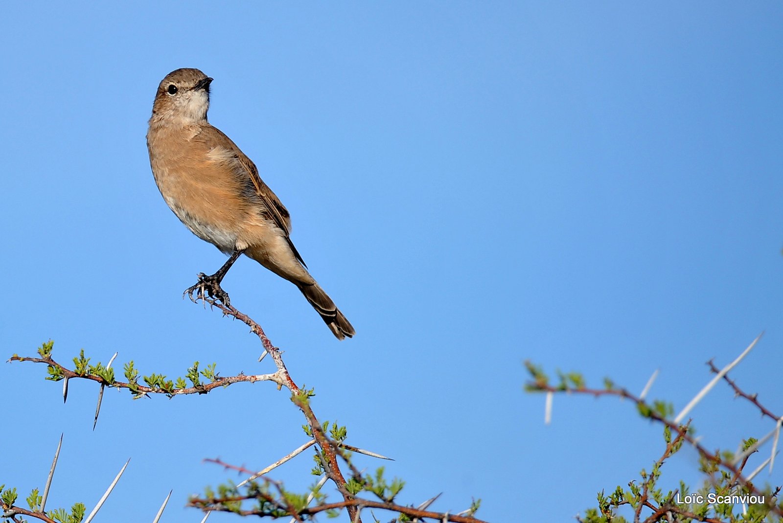 Gobemouche traquet/Chat Flycatcher (1)