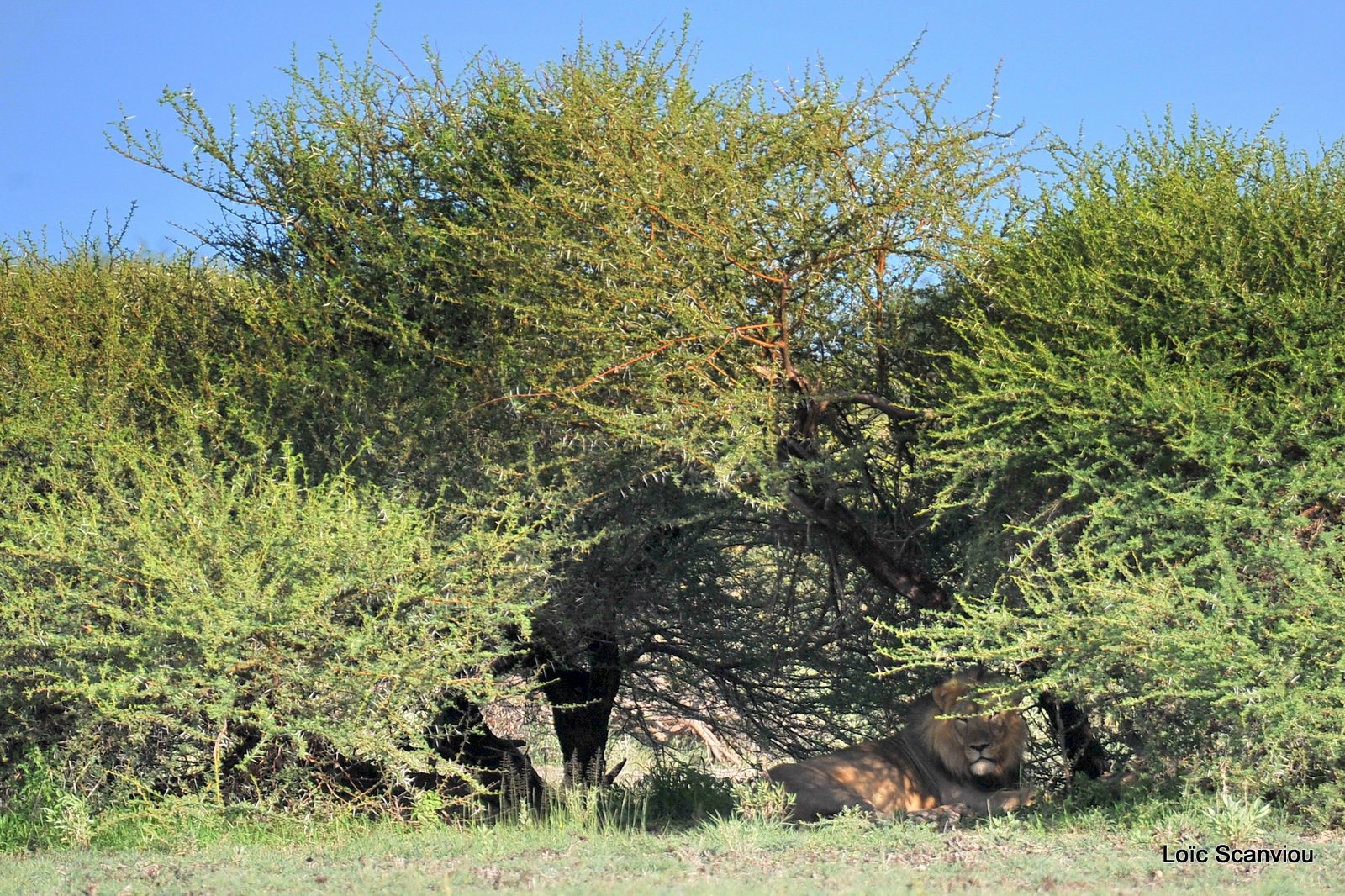 Lion mâle/Male Lion (1)