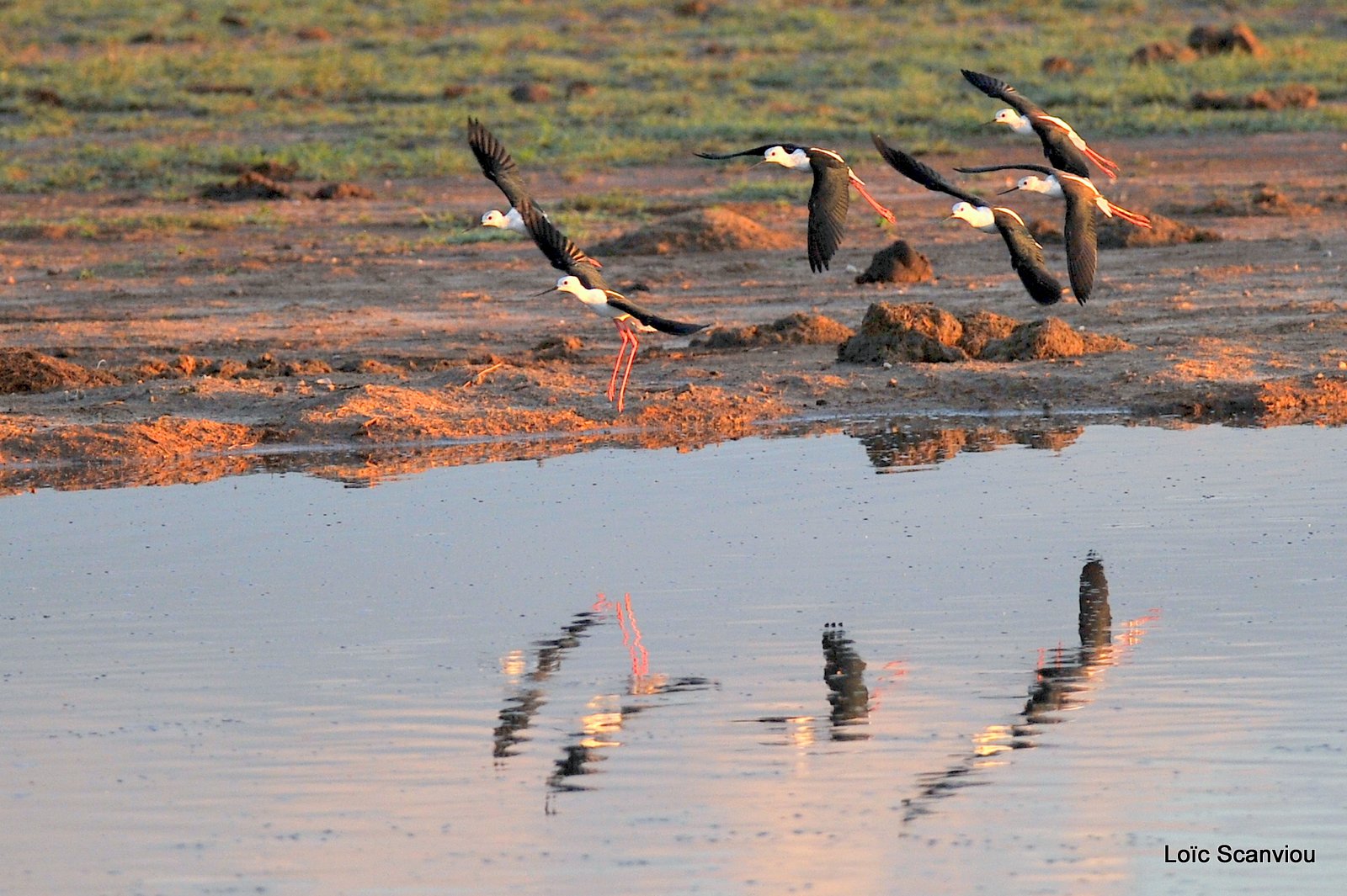 Échasse blanche/Black-winged Stilt (1)