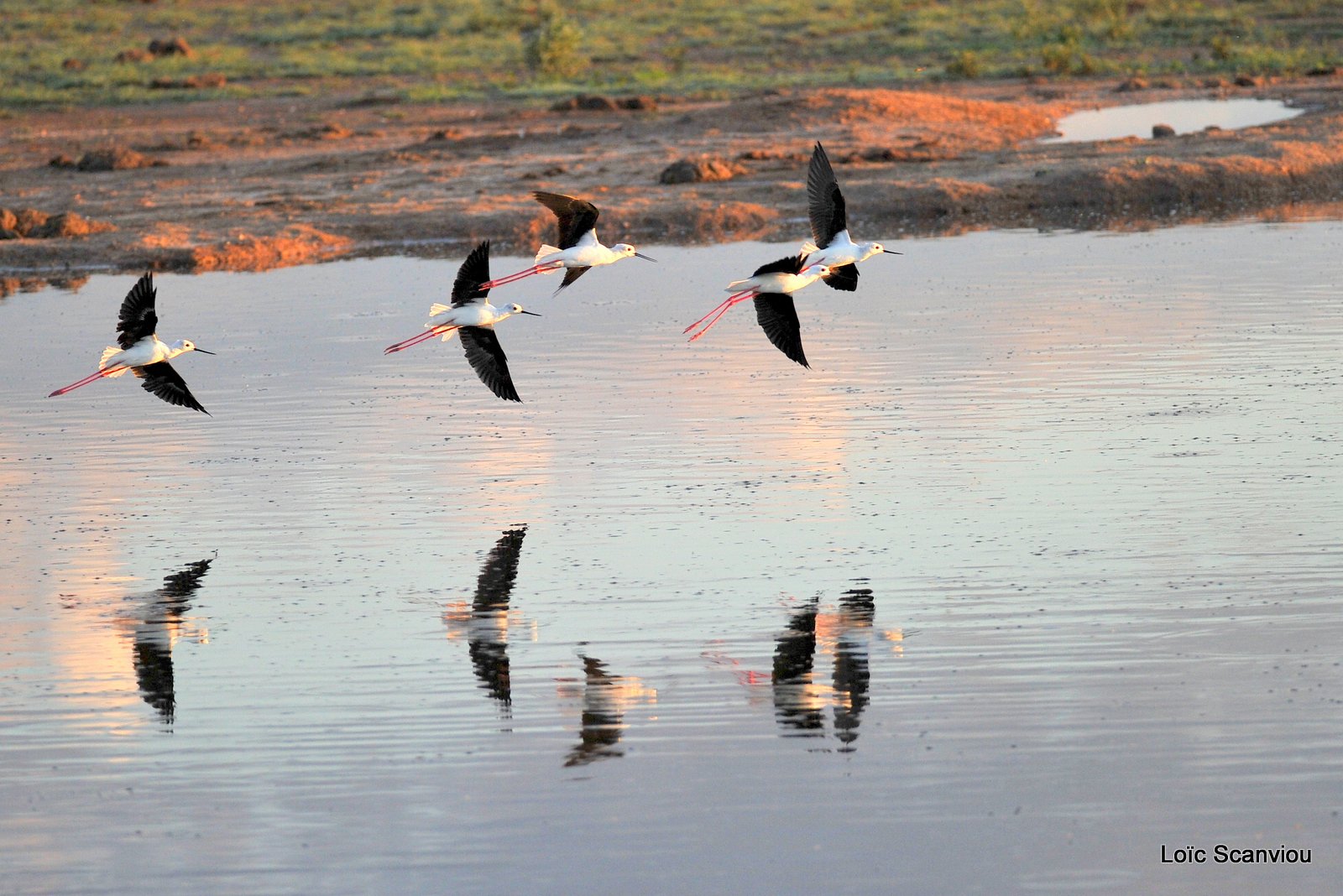 Échasse blanche/Black-winged Stilt (2)