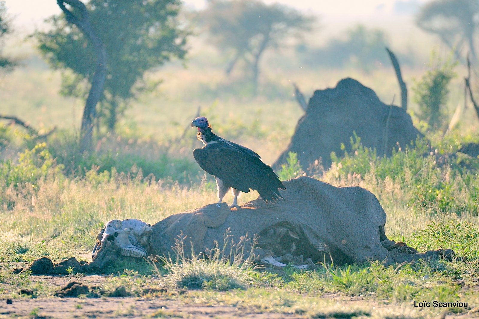 Vautour oricou/Lappet-faced Vulture (1)