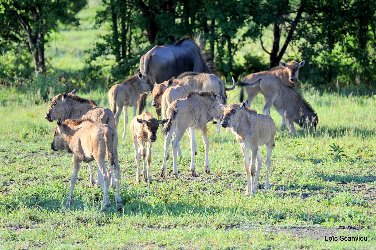 Gnou bleu/Wildebeest (1)