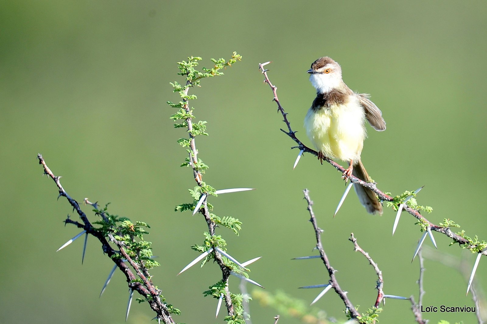 Prinia à poitrine noire/Black-chested Prinia (1)