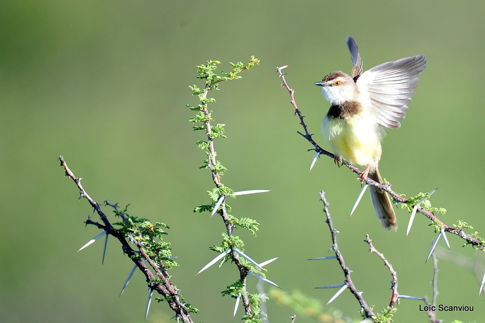 Prinia à poitrine noire/Black-chested Prinia (2)