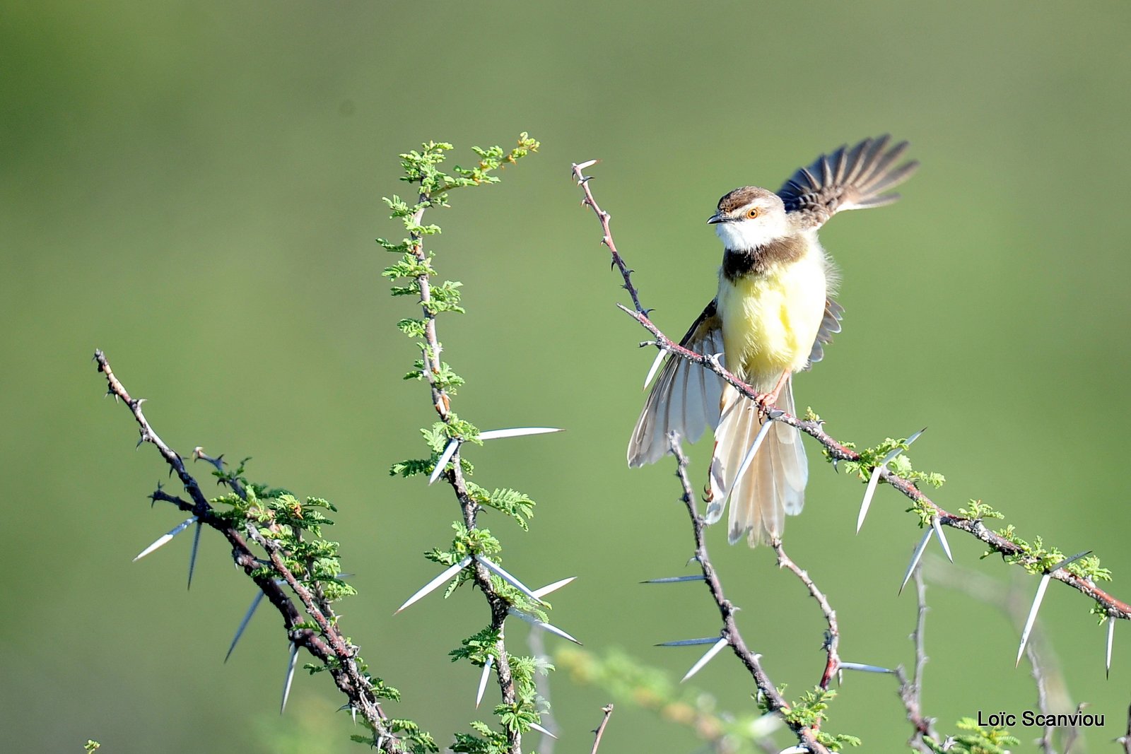 Prinia à poitrine noire/Black-chested Prinia (3)