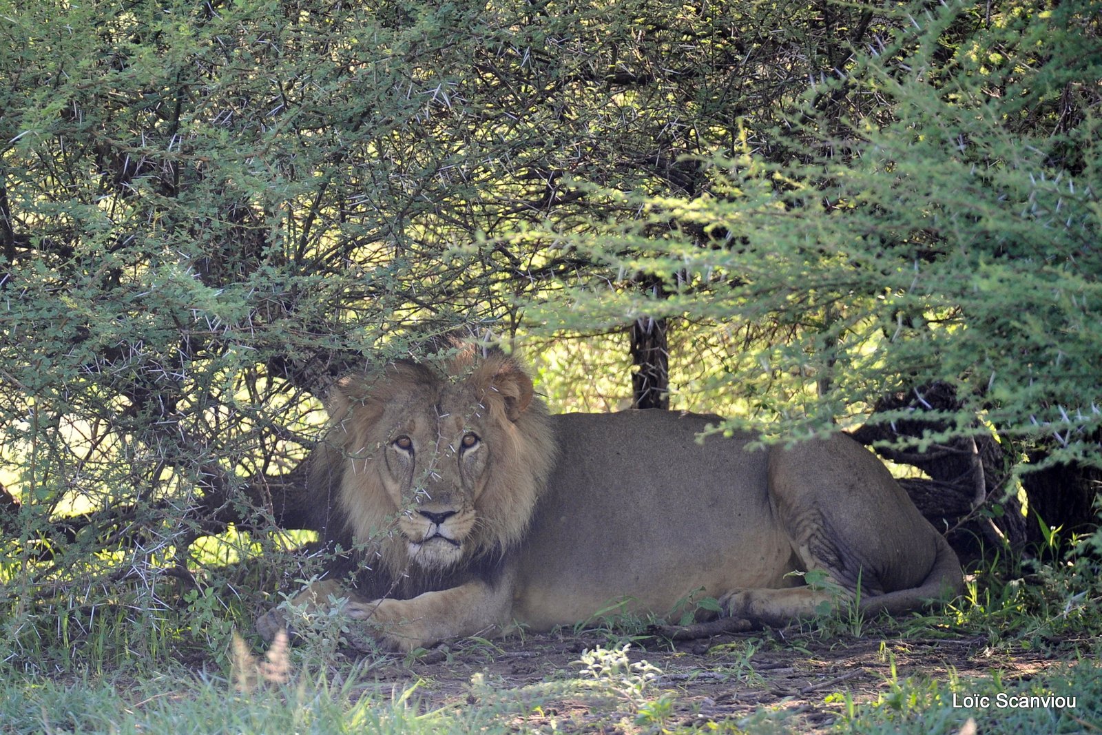 Lion mâle/Male Lion (2)