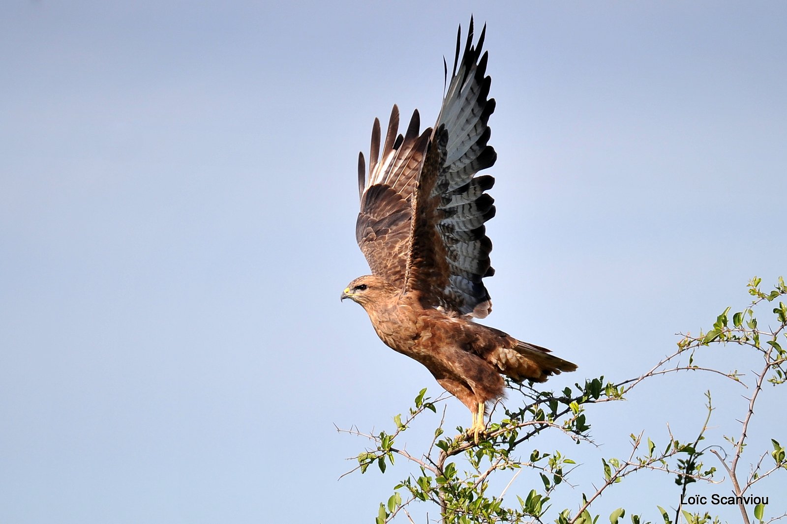 Buse variable/Common Buzzard (1)