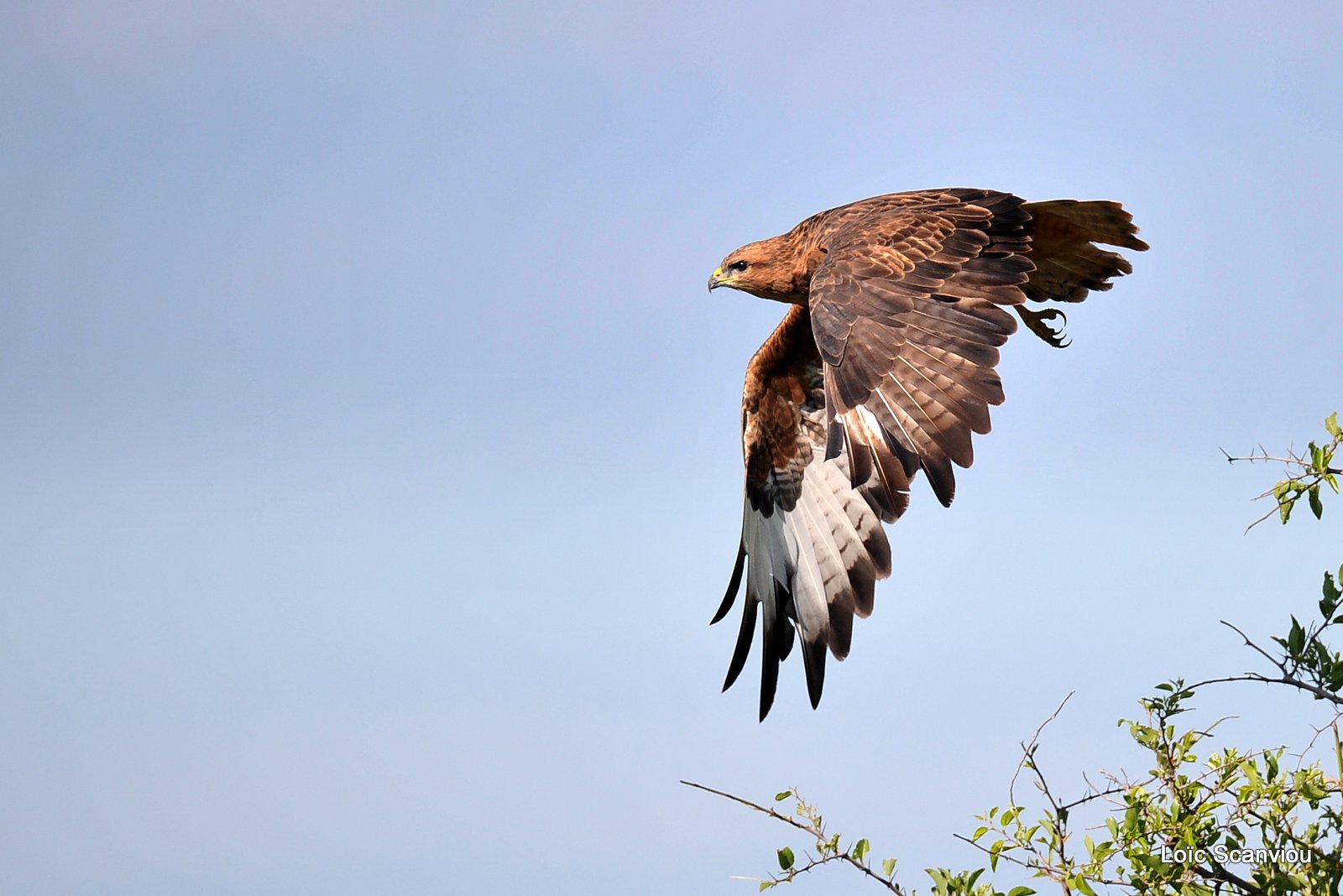 Buse variable/Common Buzzard (2)