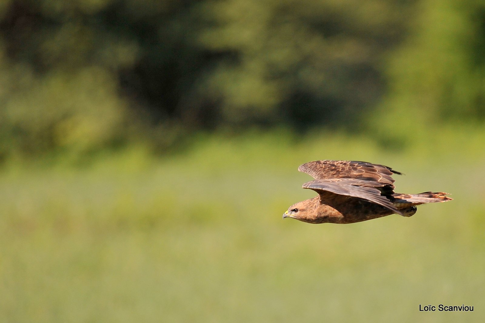 Buse variable/Common Buzzard (3)