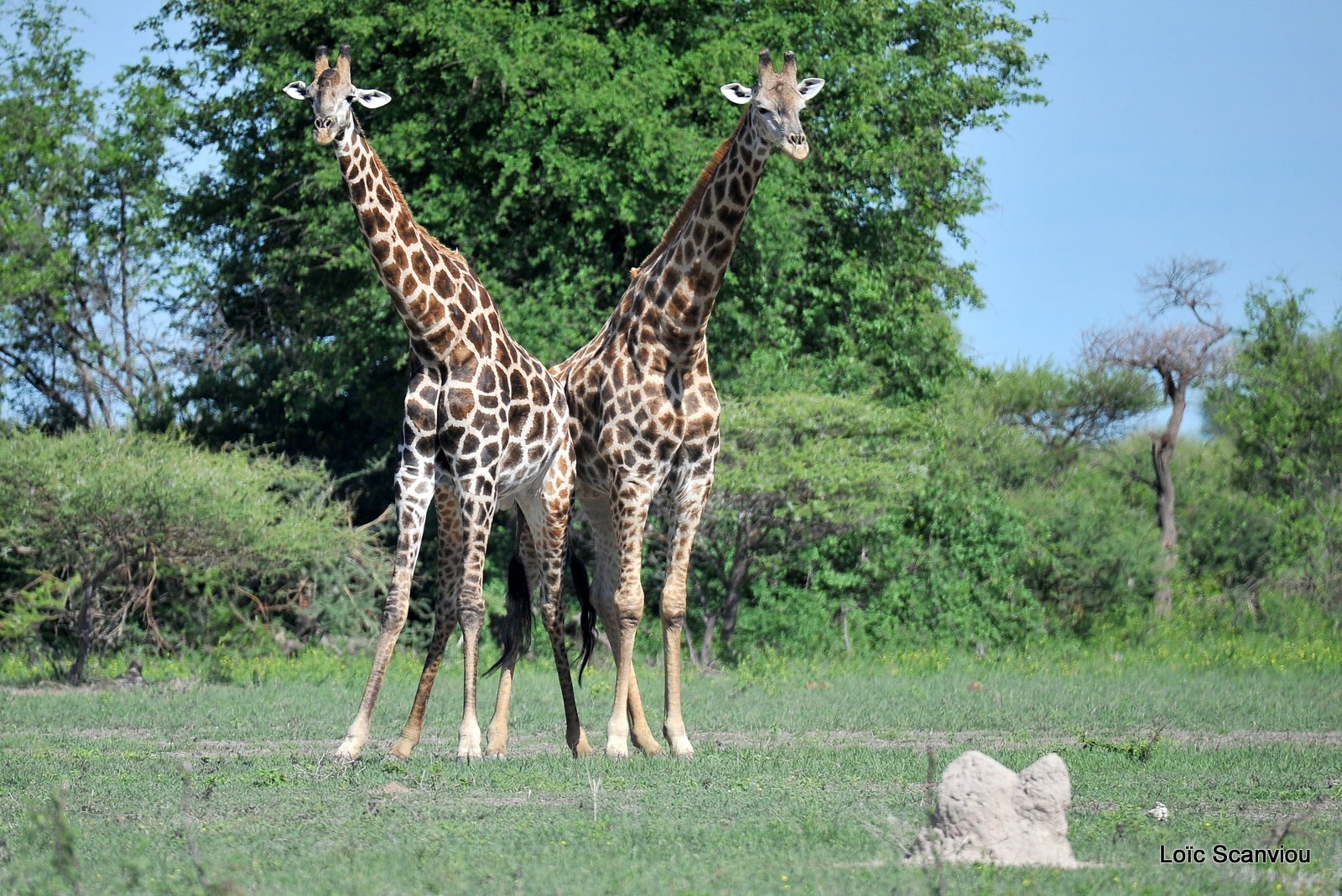 Girafe du Sud/Southern Giraffe (4)