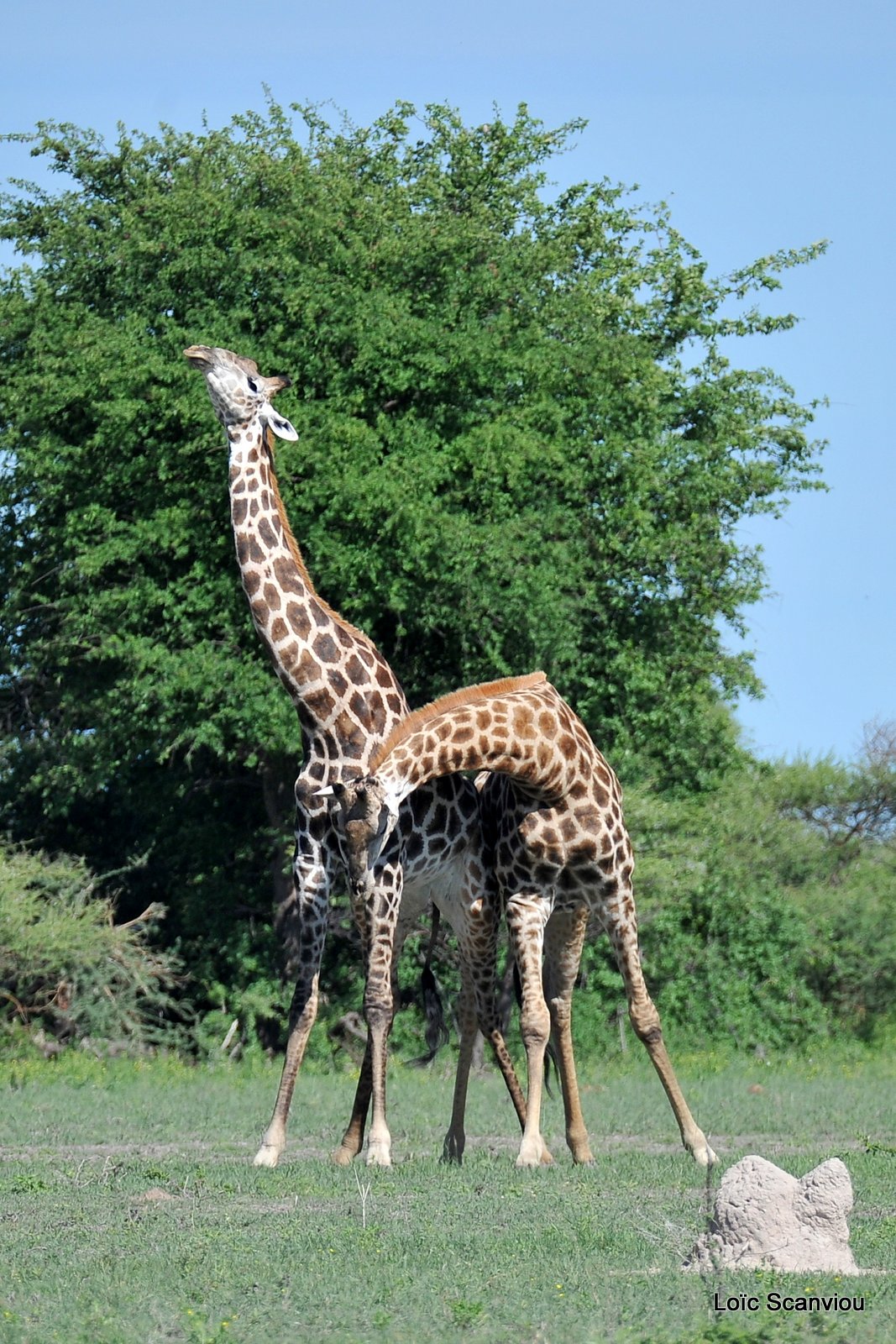 Girafe du Sud/Southern Giraffe (5)