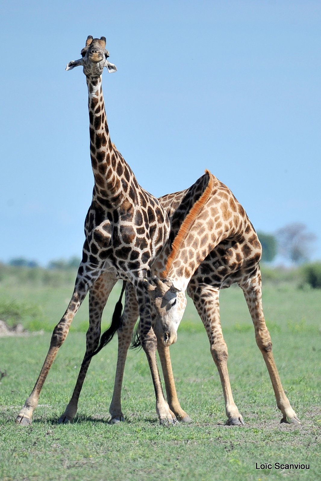 Girafe du Sud/Southern Giraffe (6)