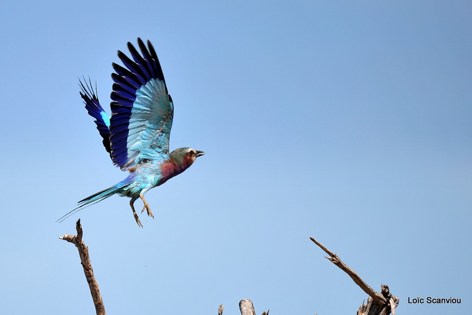 Rollier à longs brins/Lilac-Breasted Roller (1)