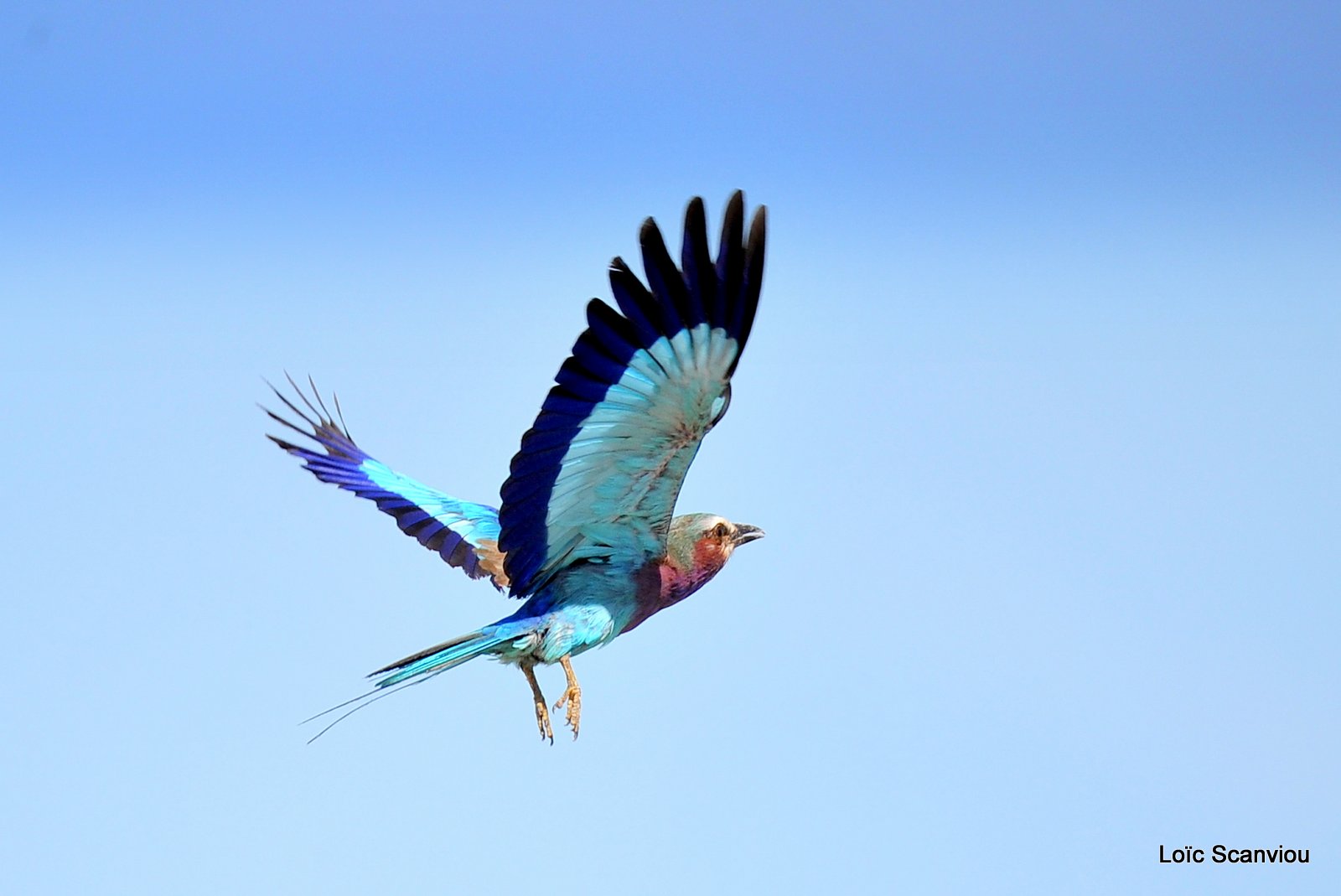 Rollier à longs brins/Lilac-Breasted Roller (2)