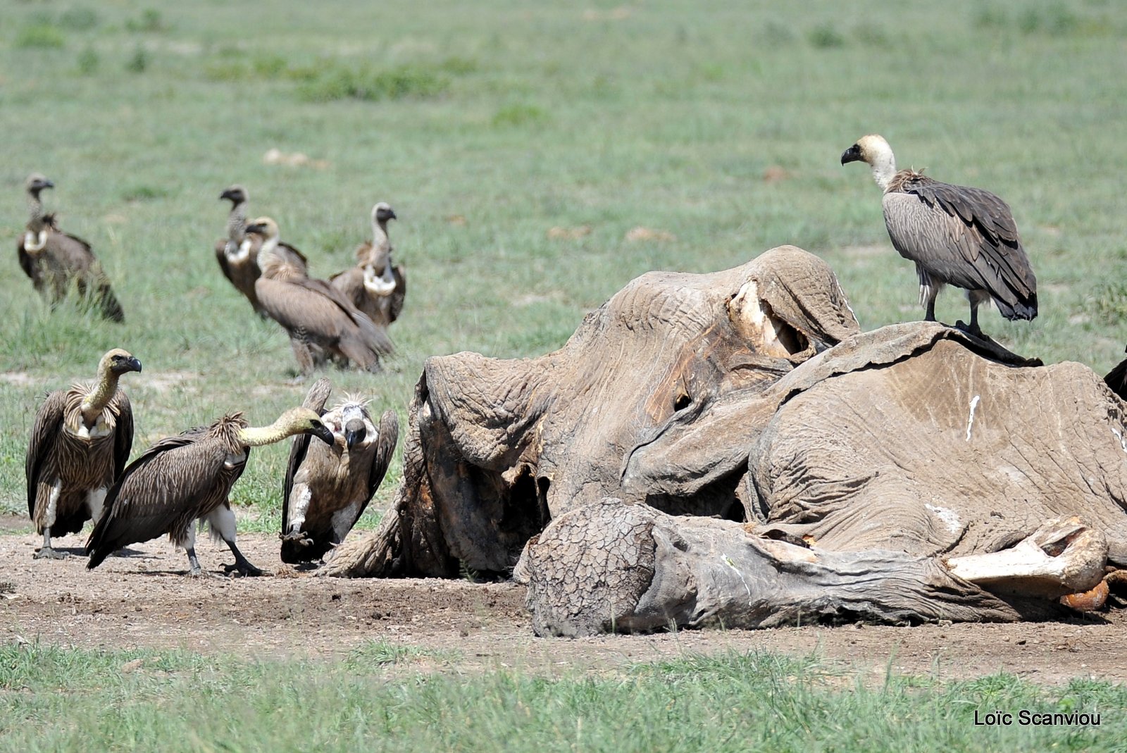 Vautour africain/White-backed Vulture (1)