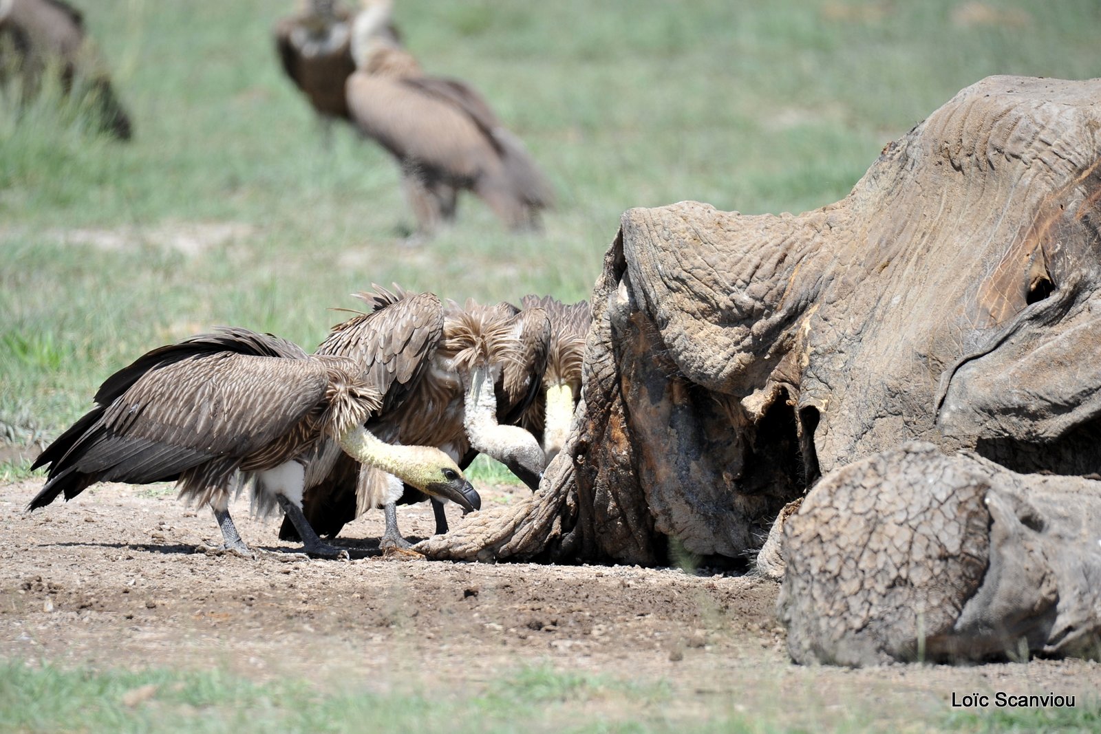 Vautour africain/White-backed Vulture (2)