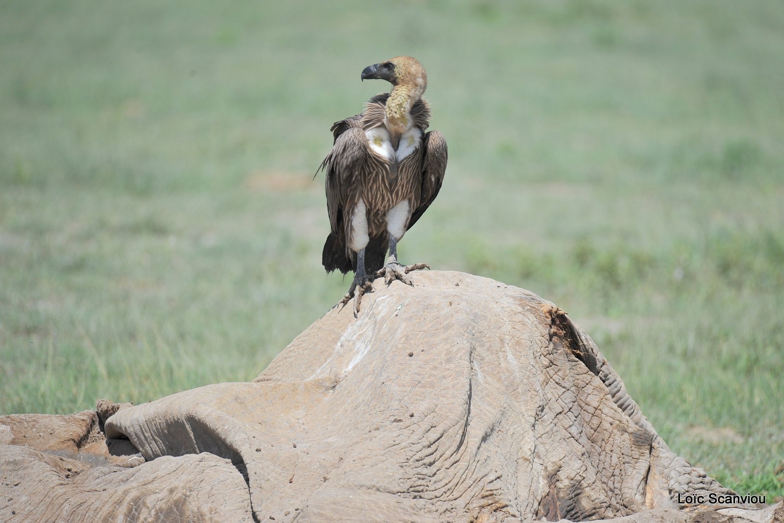 Vautour africain/White-backed Vulture (3)