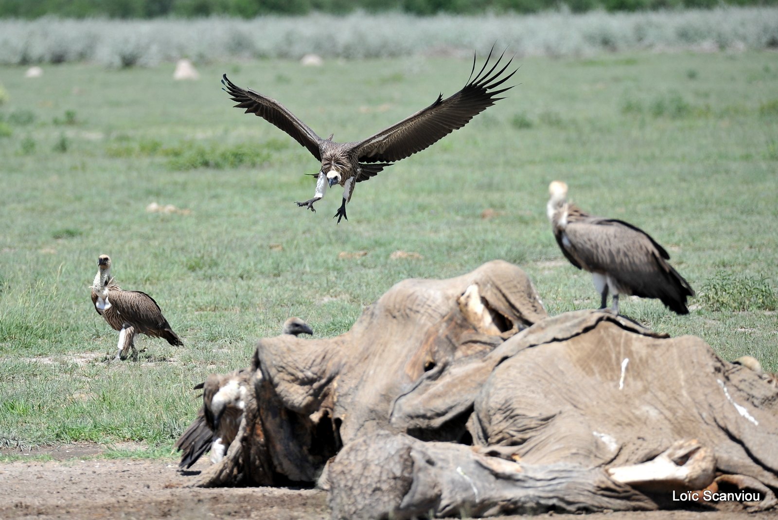 Vautour africain/White-backed Vulture (4)