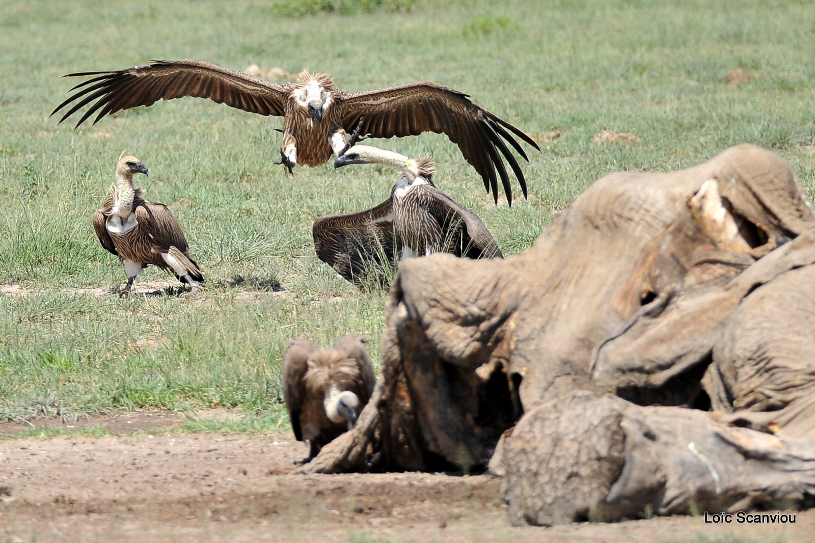 Vautour africain/White-backed Vulture (5)