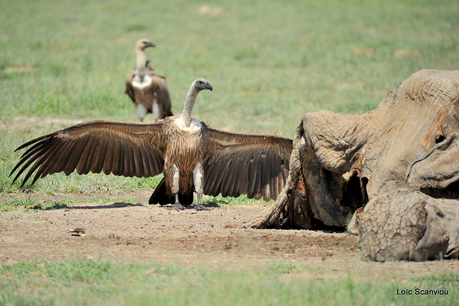 Vautour africain/White-backed Vulture (6)