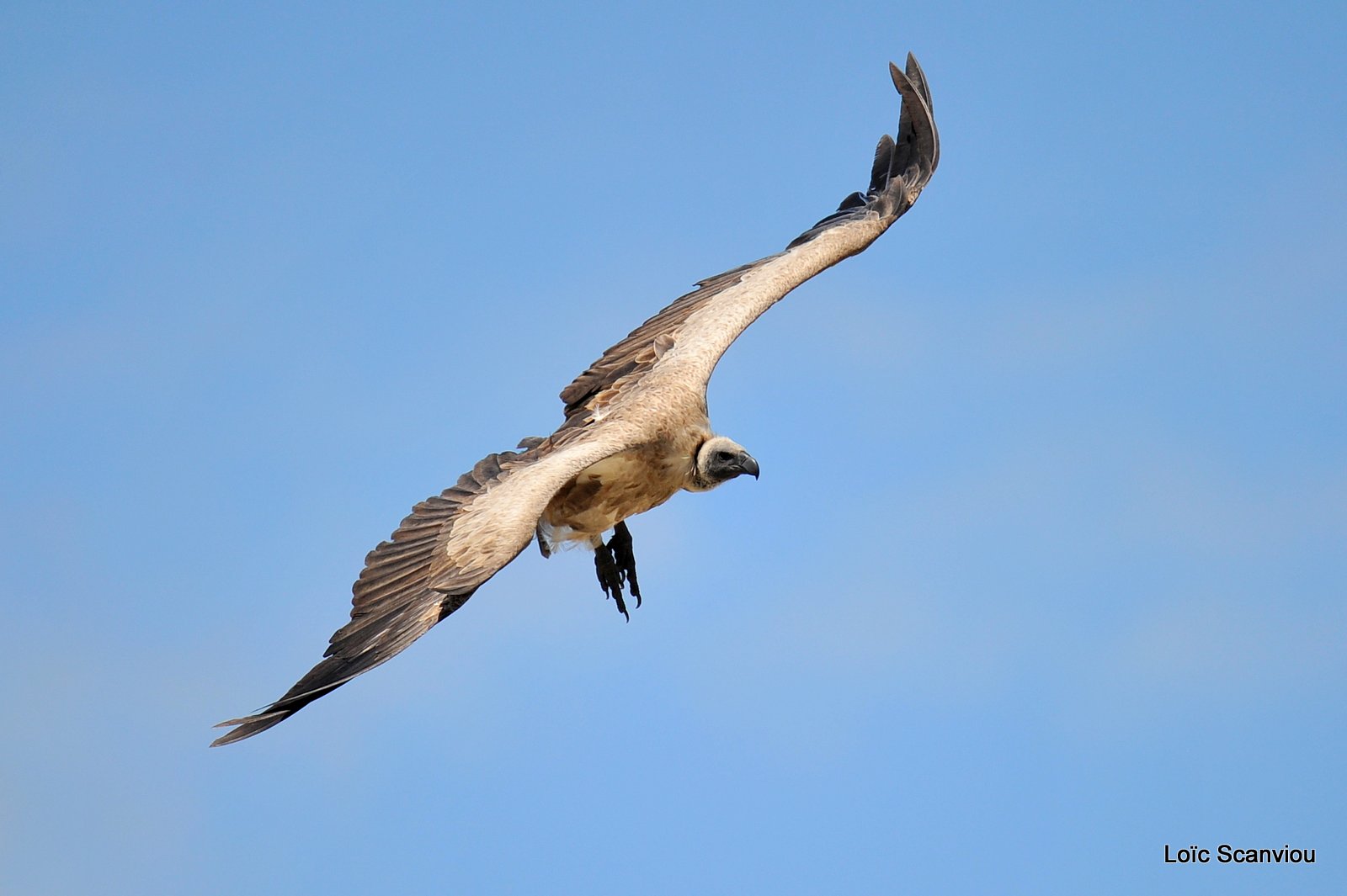 Vautour africain/White-backed Vulture (7)