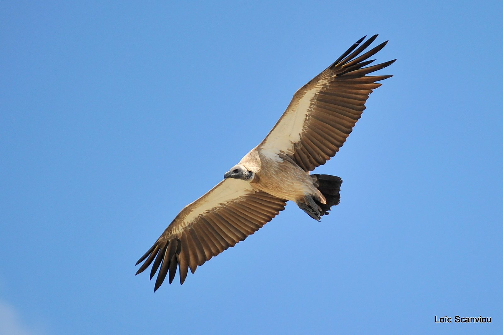 Vautour africain/White-backed Vulture (8)