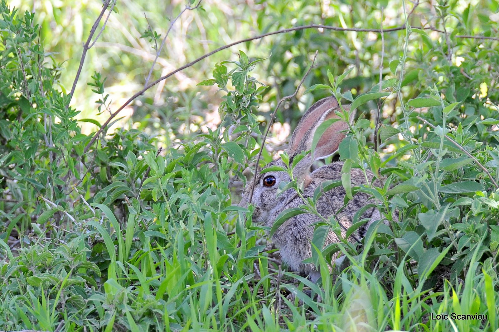 Lièvre du Cap/Cape Hare (1)