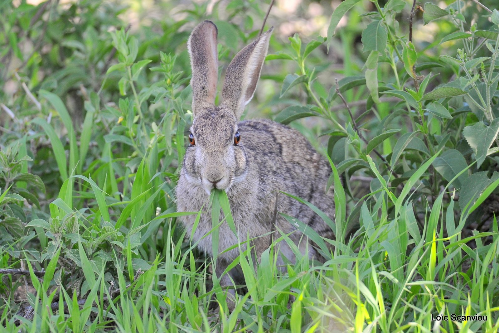 Lièvre du Cap/Cape Hare (2)