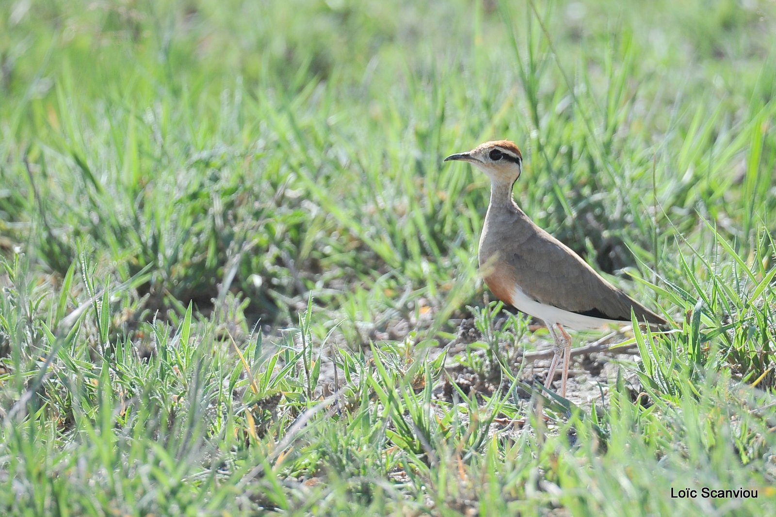 Courvite de Temminck/Temminck's Courser (1)