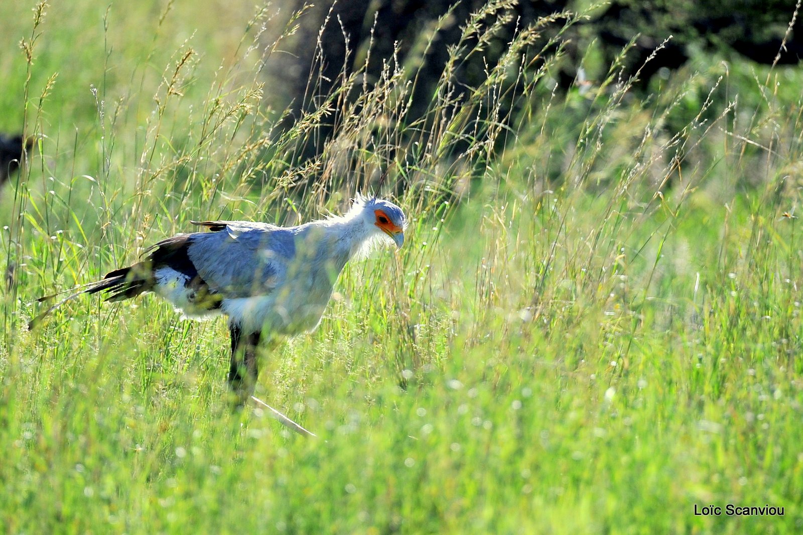 Messager solitaire/Secretary Bird (1)