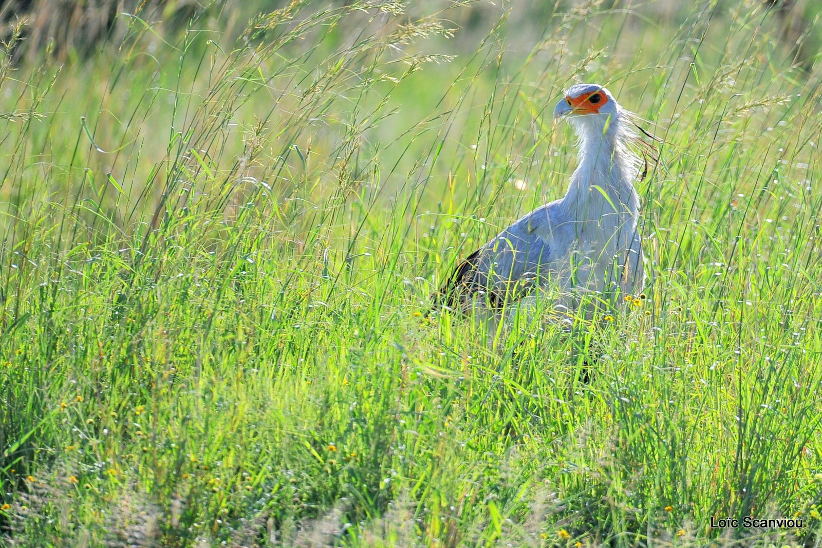 Messager solitaire/Secretary Bird (2)