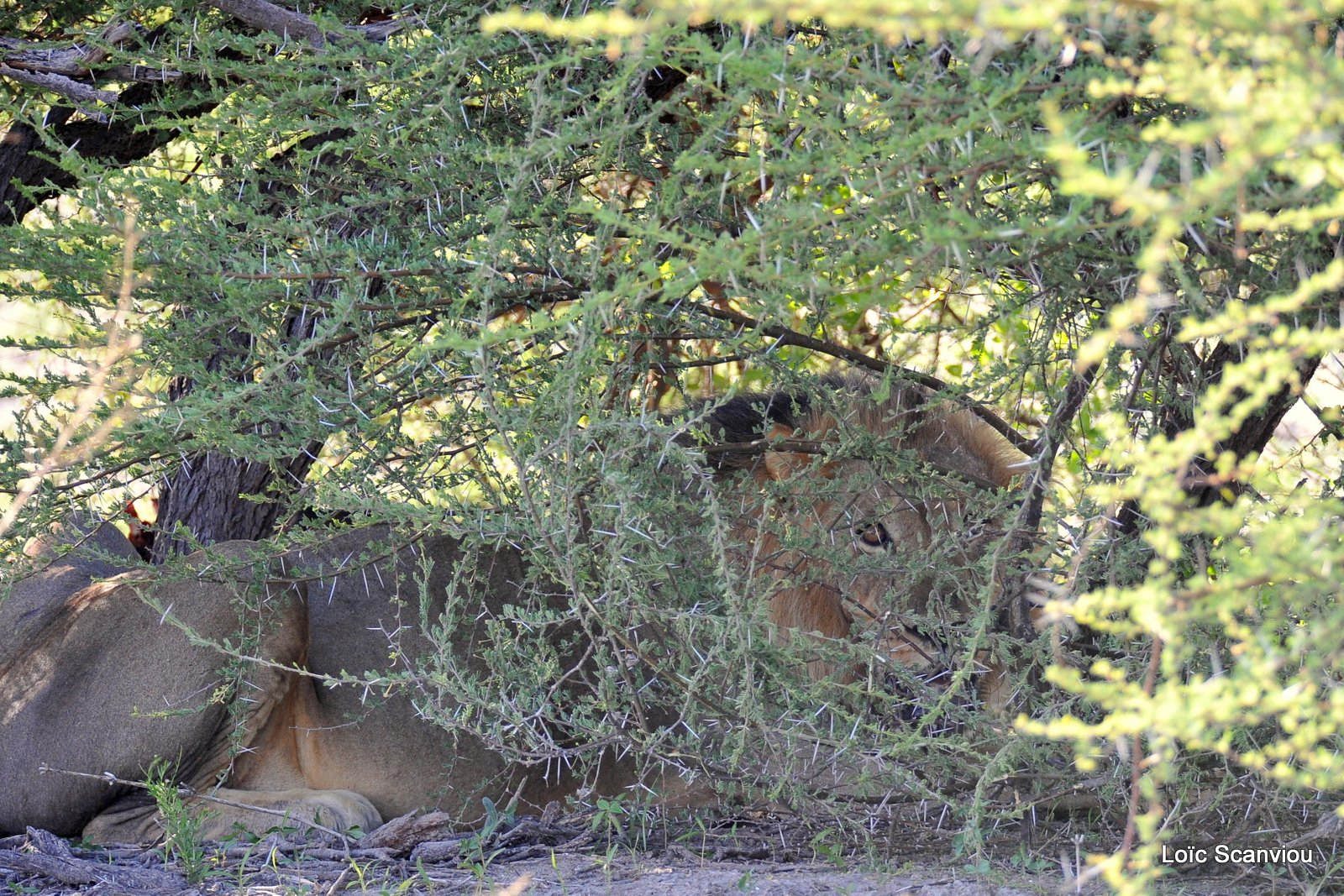 Lion mâle/Male Lion (3)