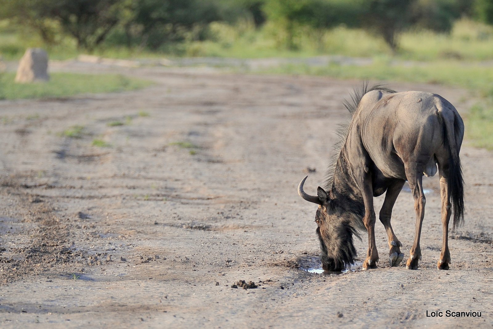 Gnou bleu/Wildebeest (2)