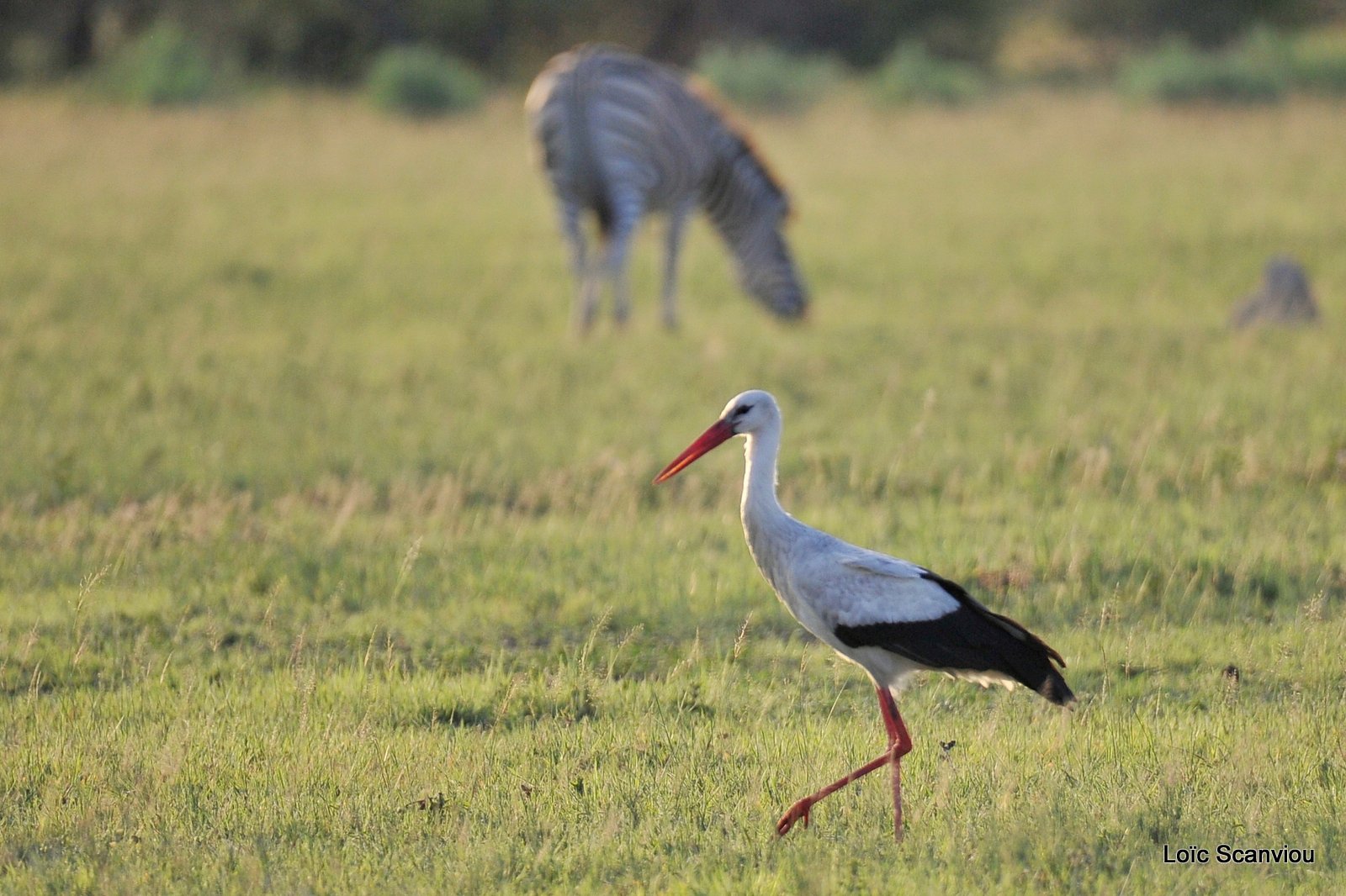 Cigogne blanche/White Stork (1)