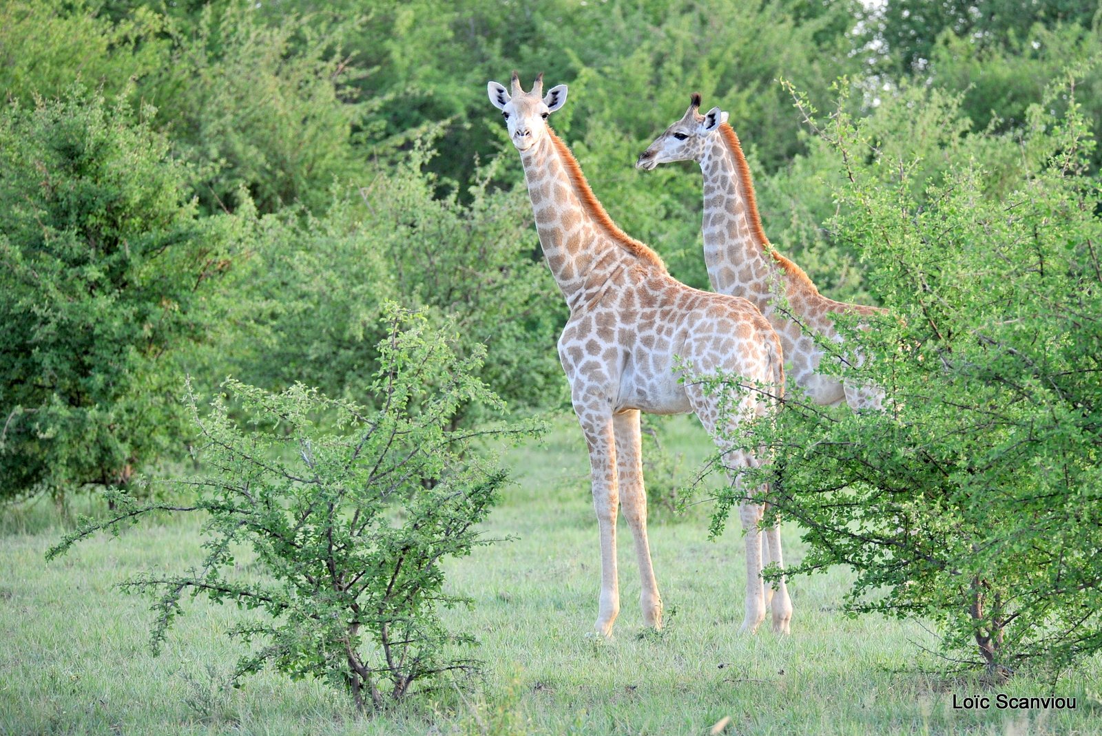 Girafe du Sud/Southern Giraffe (7)