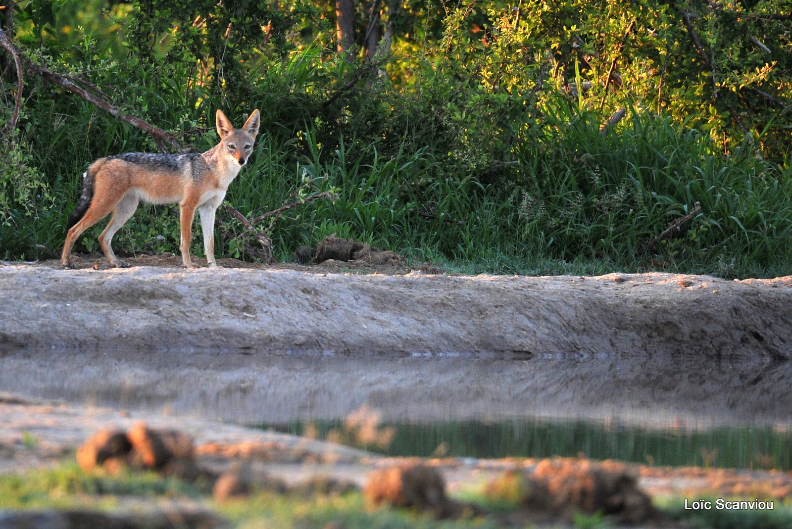 Chacal à chabraque/Black-backed Jackal (1)