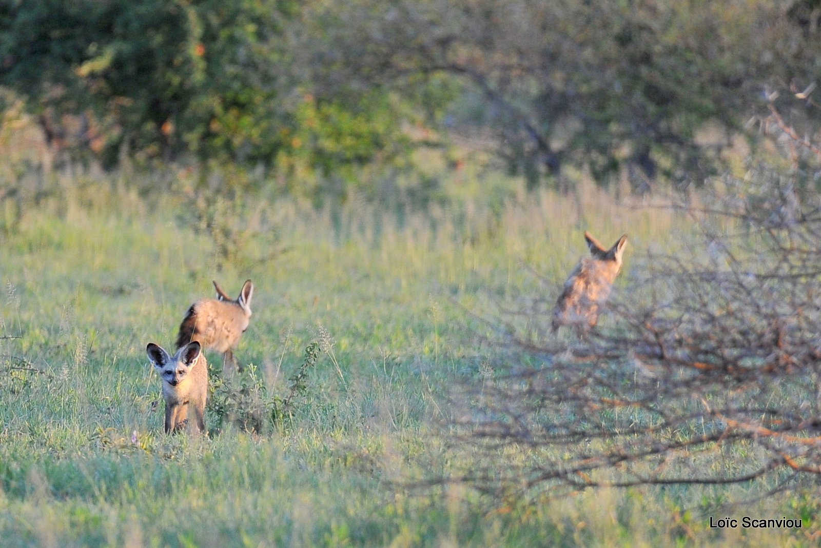 Otocyon/Bat-eared Fox (1)