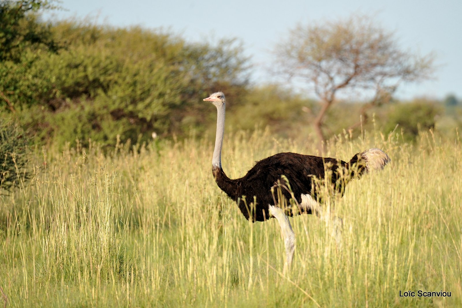 Autruche d'Afrique/Common Ostrich (1)