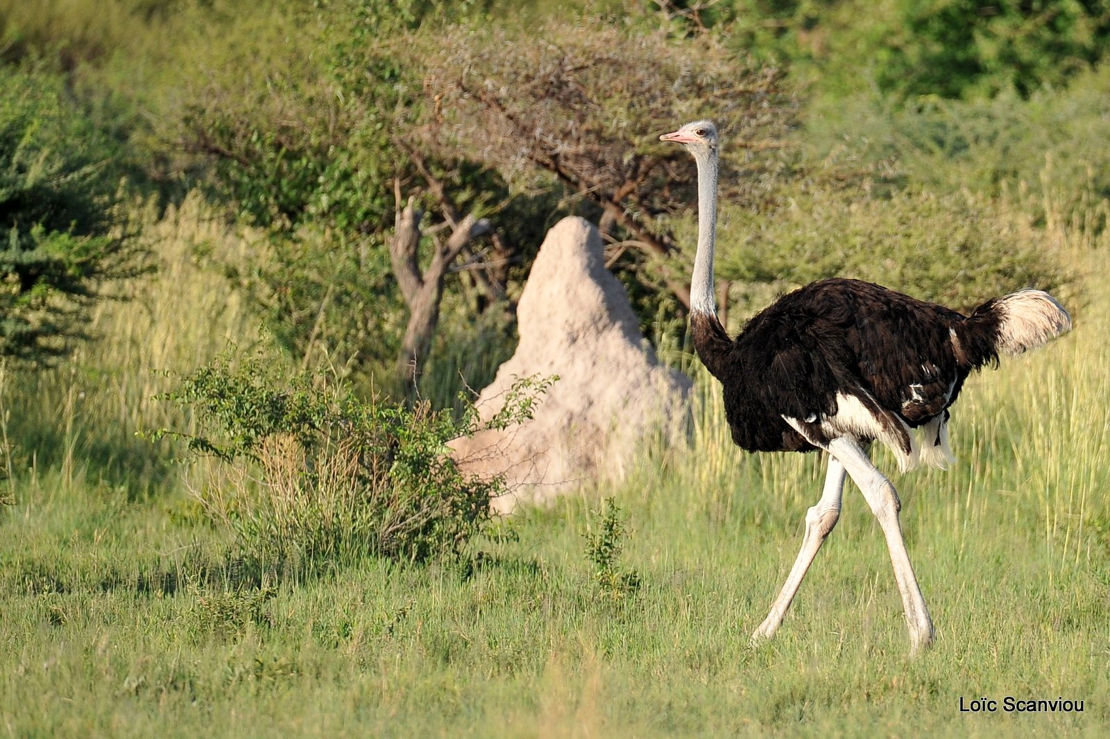 Autruche d'Afrique/Common Ostrich (2)