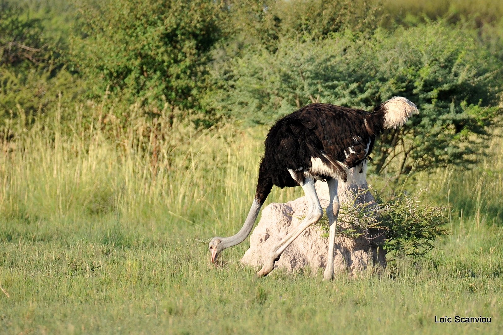 Autruche d'Afrique/Common Ostrich (3)