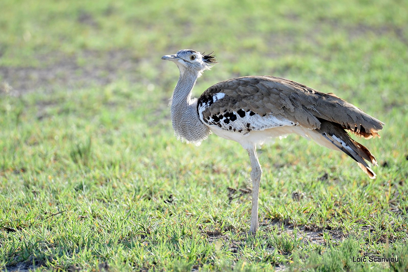 Outarde Kori/Kori Bustard (1)