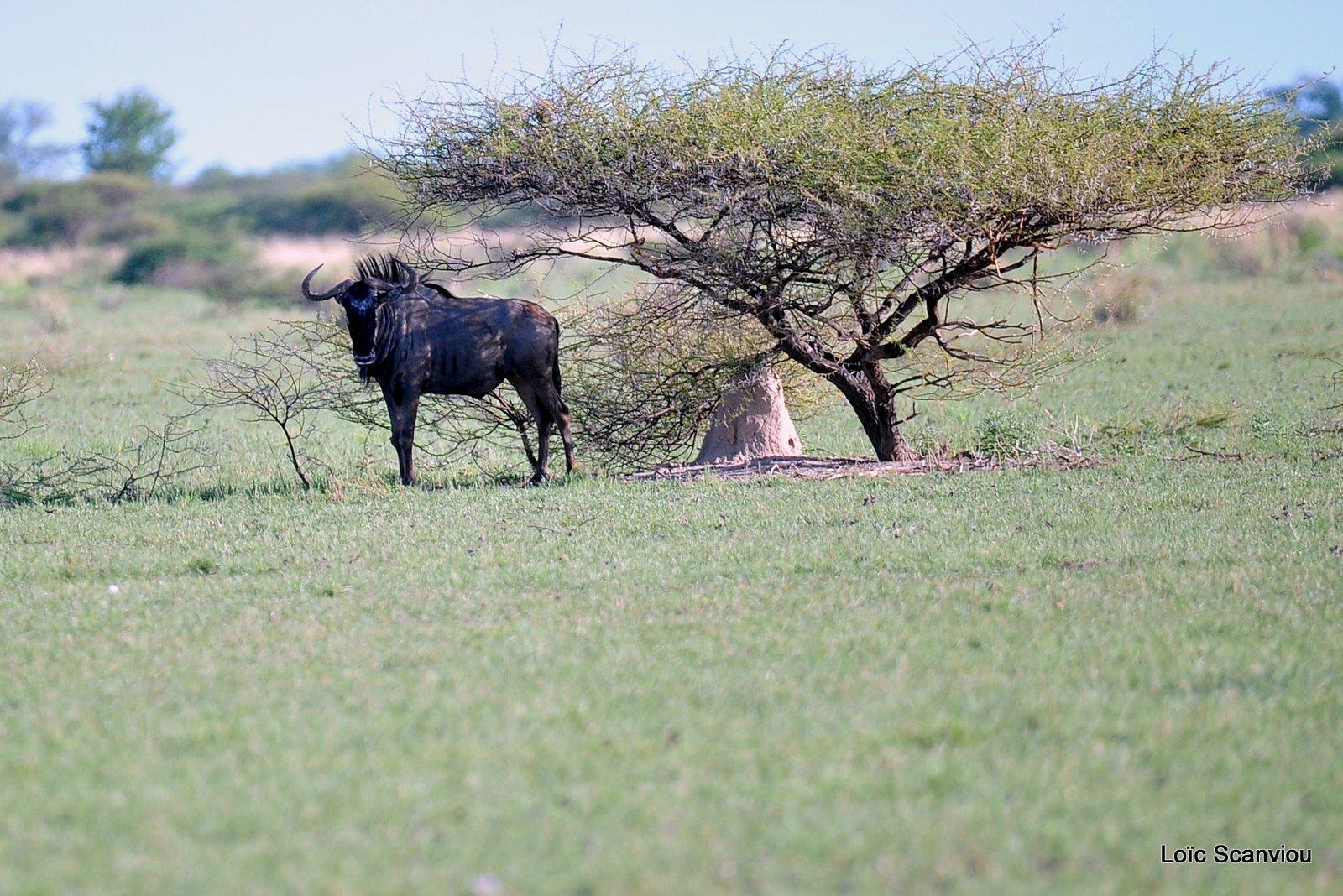 Gnou bleu/Wildebeest (3)