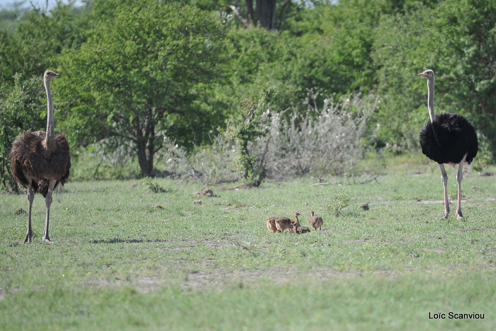 Autruche d'Afrique/Common Ostrich (4)