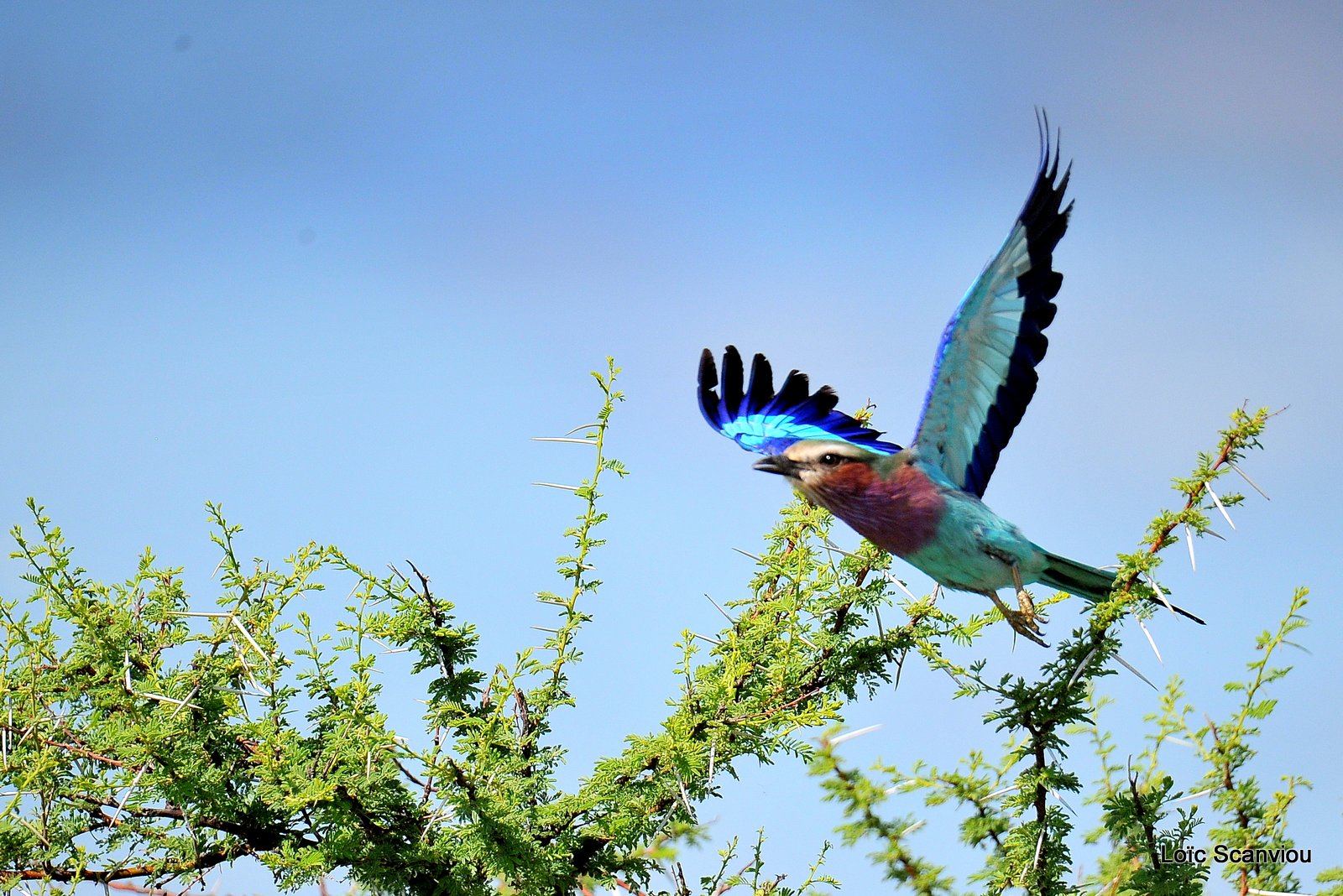 Rollier à longs brins/Lilac-Breasted Roller (3)