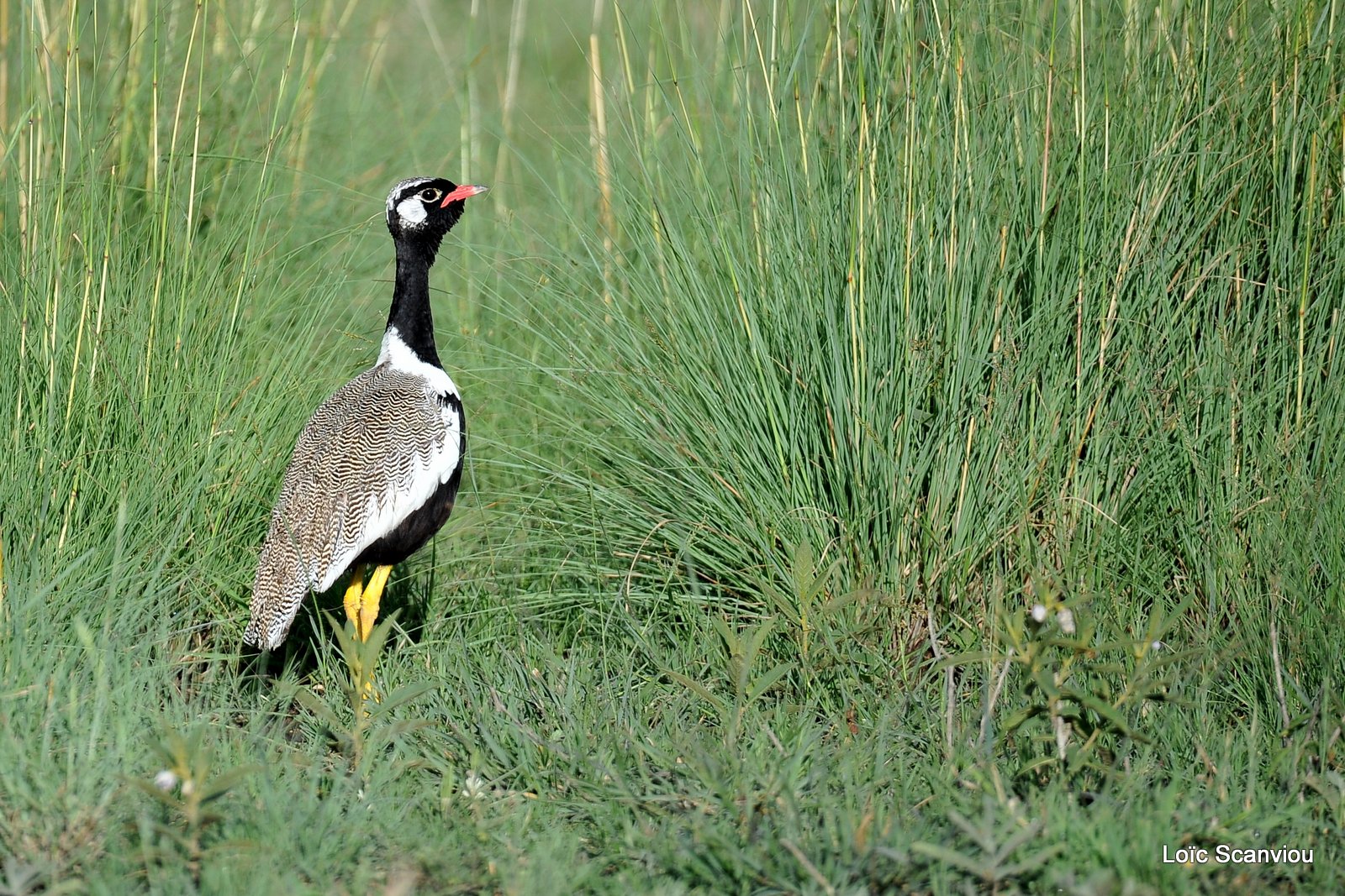 Outarde à miroir blanc/Northern Black Korhaan (1)