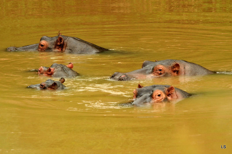 Hippopotame/Hippopotamus (1)